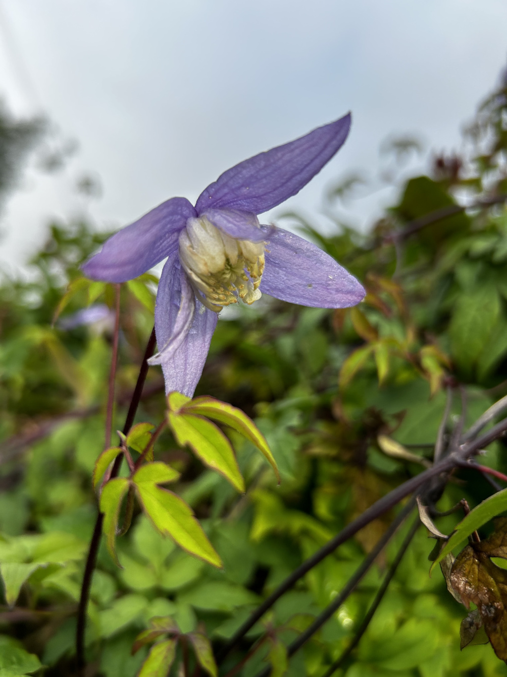 Close-up view of a single, light purple Clematis flower in bloom. The flower is in the foreground, sharply in focus, while the background is a softly blurred collection of the plant's green leaves and dark stems. The flower appears slightly dewy, suggesting recent rain or morning moisture. The overall impression is one of delicate beauty and natural freshness.