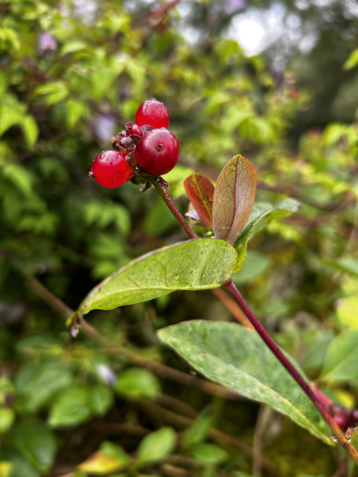 Close-up of a small plant with three bright red berries clustered together at the top of a thin, dark red stem. The plant has several green leaves, some showing reddish-brown hues, particularly on the newer growth. The background is blurred but shows a lush green environment with hints of other vegetation. 