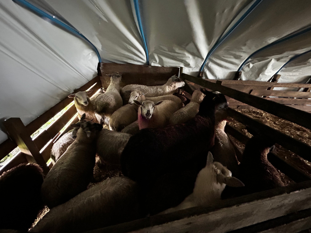 Flock of sheep huddled together inside a wooden enclosure covered by a tarp. The animals are mostly light-coloured, with a few darker ones mixed in. The setting appears to be a temporary shelter, possibly for transport or temporary housing. The lighting is dim, suggesting it may be nighttime or the shelter is poorly lit. The overall mood is one of confinement, but also perhaps of comfort and warmth within the group.