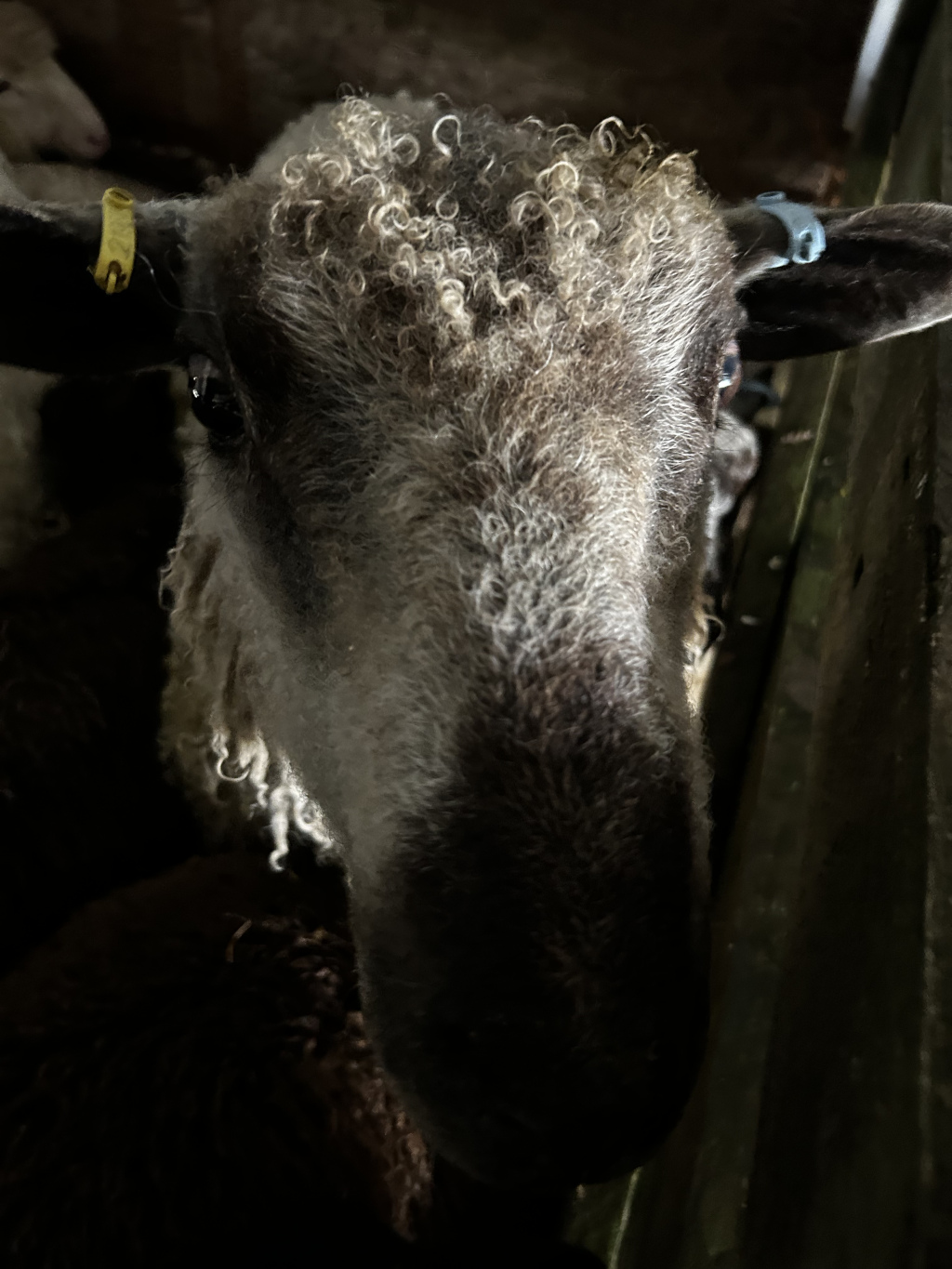 Close-up of a sheep's face. The sheep is grey and its wool is curly. It's looking directly at the camera, with one ear tagged. The background is dark, suggesting it's in a barn or pen. The overall feeling is intimate and slightly shadowed.