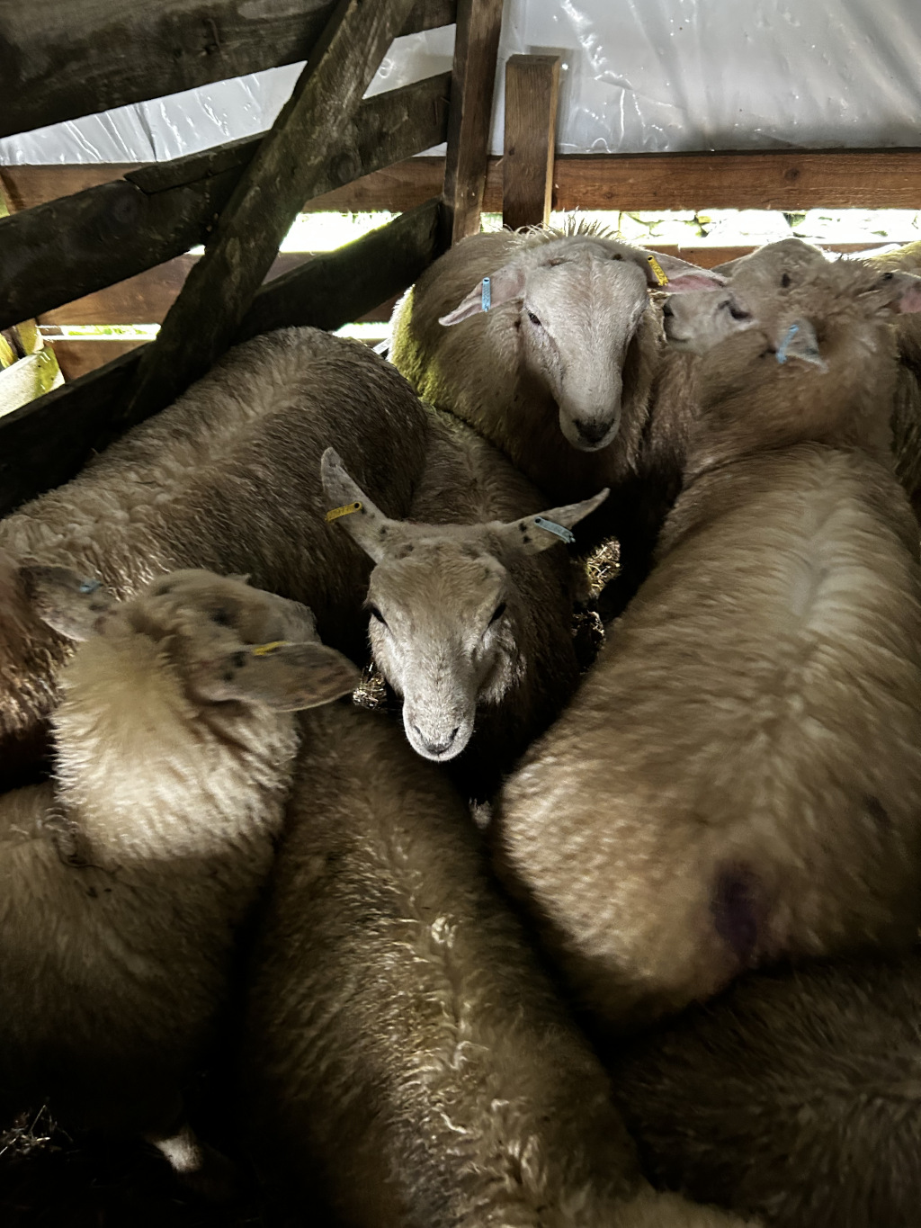 Flock of sheep huddled together inside a wooden structure. The sheep are light brown or tan, appear to be wet or muddy, and are closely packed. Several sheep have yellow ear tags. The setting appears to be a barn or shelter. 
