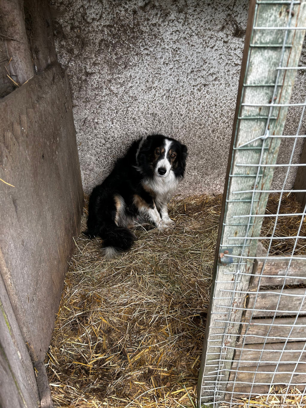 Tri-color Border Collie sitting on a bed of hay inside a rustic, makeshift pen or enclosure. The pen is constructed from weathered wood and wire mesh. The dog is looking directly at the camera, appearing somewhat subdued or perhaps watchful. The overall tone is somewhat melancholic, emphasising the dog's apparent isolation within its confined space.