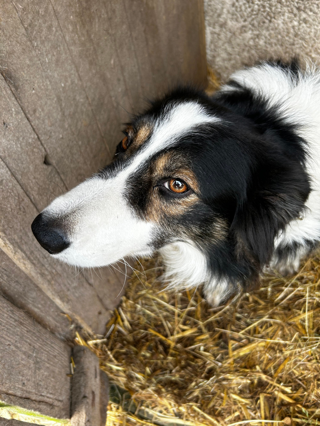 Close-up of a border collie-type dog's head and upper body. The dog is predominantly black and white with some tan/brown markings around its eyes. It's positioned in a wooden structure, nestled in a bed of straw. The dog's gaze is directed upwards and slightly to the side, giving a pensive or watchful expression. The focus is primarily on the dog's face, highlighting its expressive eyes.