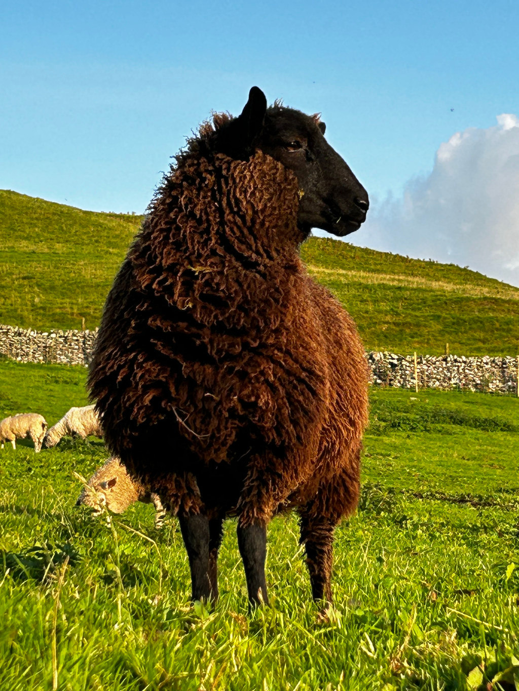 Dark brown sheep, possibly a breed known for its thick, curly fleece, standing in profile in a lush green pasture. The sheep is positioned against a backdrop of rolling green hills and low stone walls, suggesting a rural or pastoral setting. Other sheep are visible in the background, grazing peacefully. The overall impression is one of serenity and the beauty of the natural world.