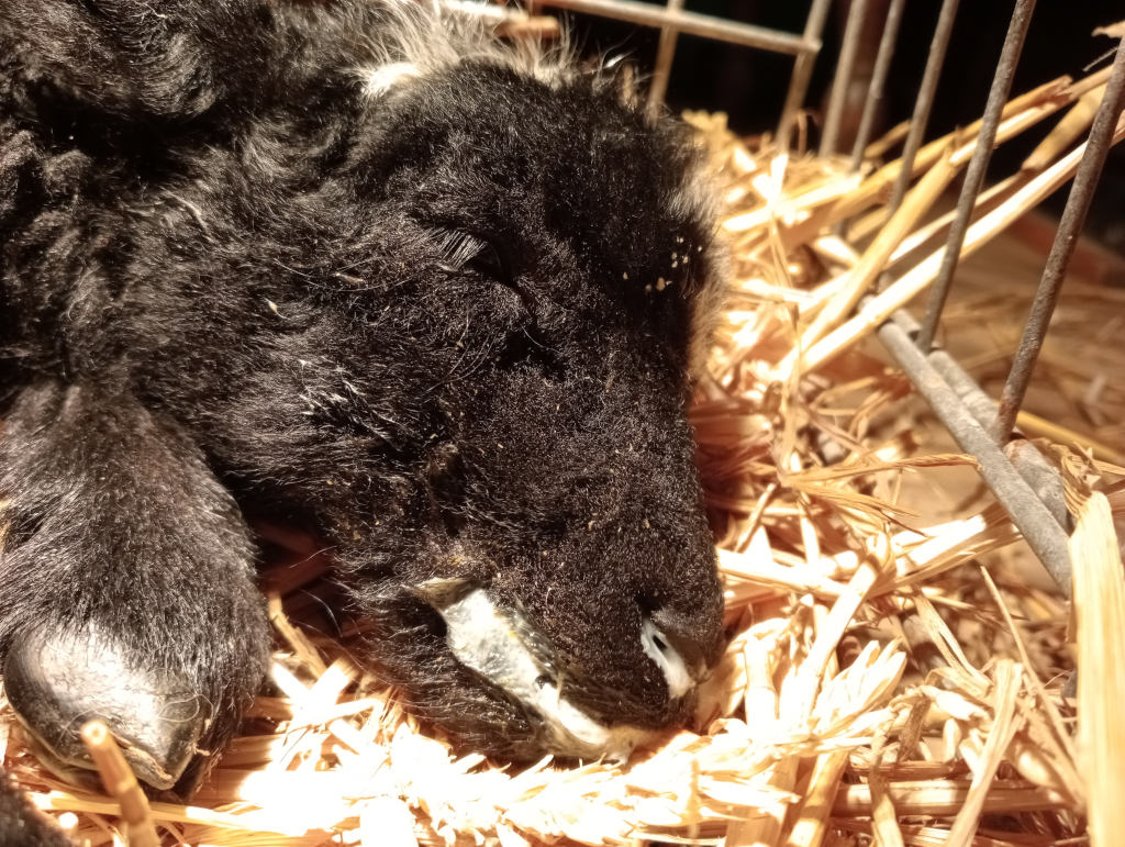 Deceased black lamb lying on its side in a cage filled with straw. Its eyes are closed, and its body appears relaxed. The overall impression is one of quiet stillness and loss.