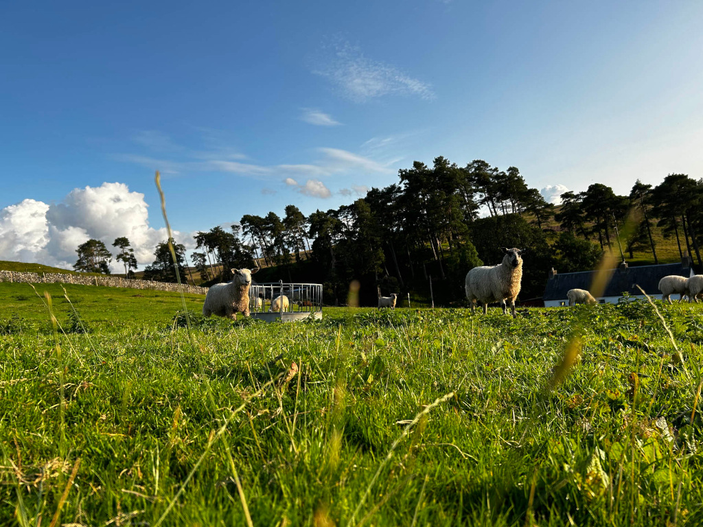 Serene pastoral scene. Several sheep graze in a lush green field under a clear blue sky, partially clouded. A stone wall is visible in the background, along with a line of dark green trees and a few small buildings, suggesting a rural or farm setting. The overall mood is peaceful and idyllic. A sheep feeder is partially visible in the middle ground.