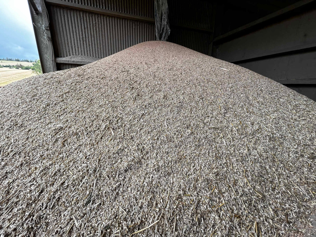 Large pile of harvested grain, likely oats or a similar cereal crop, stored inside a barn or agricultural building. The grain is piled high, forming a mound that fills much of the structure's interior. The overall impression is one of abundance and the culmination of a harvest.