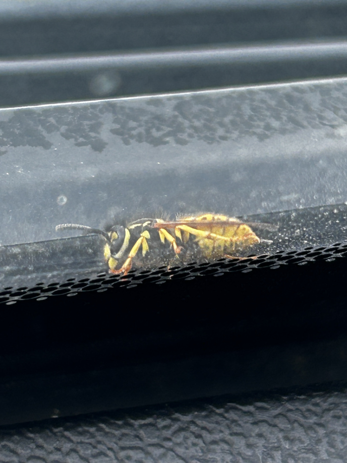 Yellowjacket wasp lying on its back on a dark gray surface, which appears to be the top of a car's window frame. The wasp's body is visible, and its wings are slightly spread. The background is out of focus, but it seems to be the inside of a vehicle.