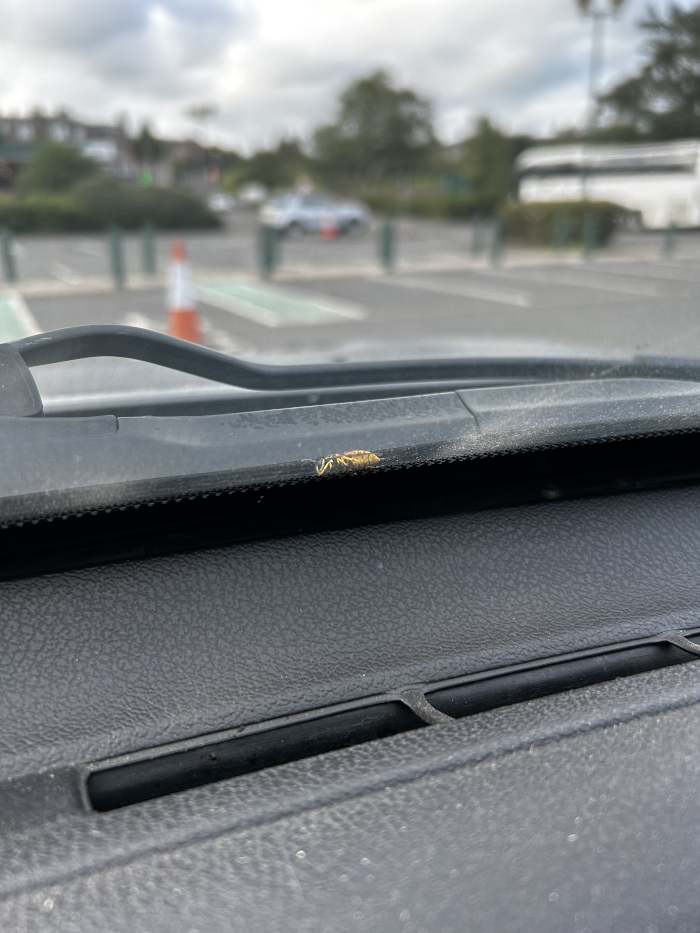 Close-up view of the dashboard of a car. Specifically, it focuses on the top edge of the dashboard, near the windshield, where a small, deceased insect (possibly a wasp) is visible. The dashboard is dark gray and shows some dust accumulation. The background is a blurry out-of-focus view of a parking lot.