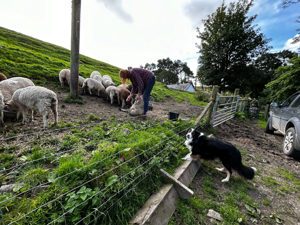 Charlie tending to a flock of sheep on a hillside farm. A Border Collie dog is watching nearby. The scene is pastoral, suggesting rural life and animal husbandry. He appears to be interacting with the sheep, possibly feeding or checking them. The overall mood is calm and peaceful.
