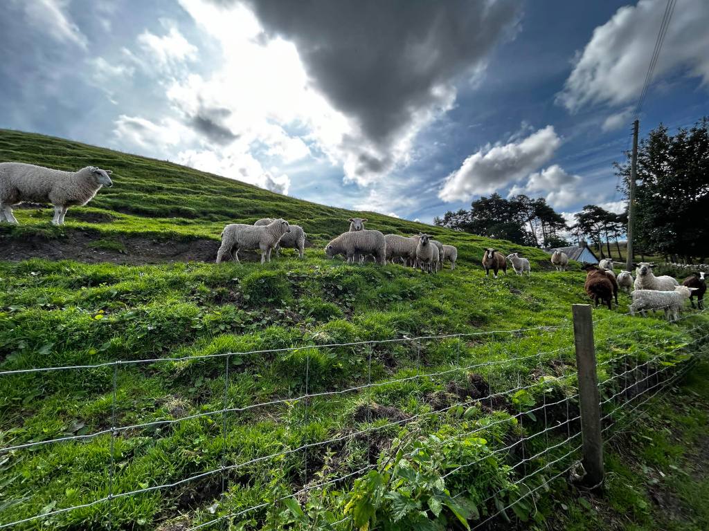 Flock of sheep grazing on a grassy hillside under a partly cloudy sky. A wire fence runs along the bottom of the image, separating the sheep from a path or road.