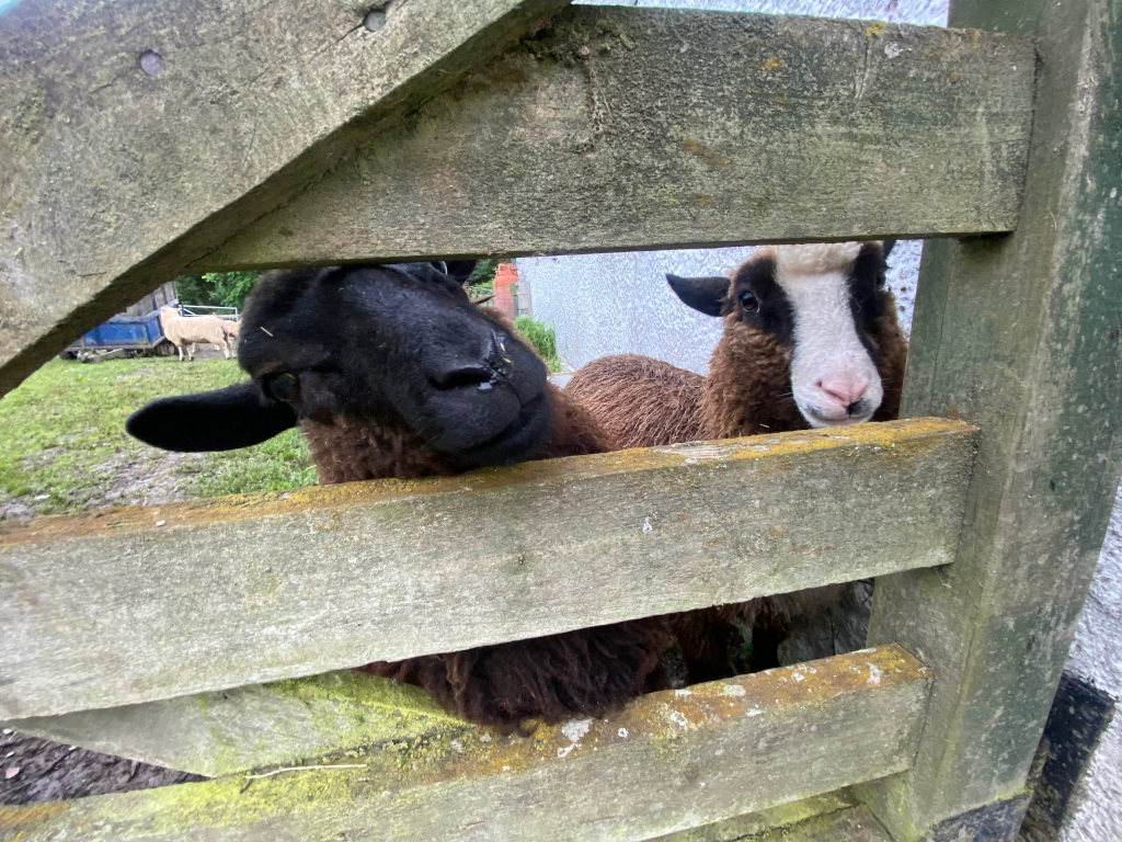 Two sheep peering through gaps in a rustic wooden gate or fence. One sheep is predominantly black, while the other is brown with a white face. A third sheep is partially visible in the background. The setting appears to be a rural or pastoral farm environment. The focus is on the sheep's curious expressions and their interaction with the viewer through the fence.