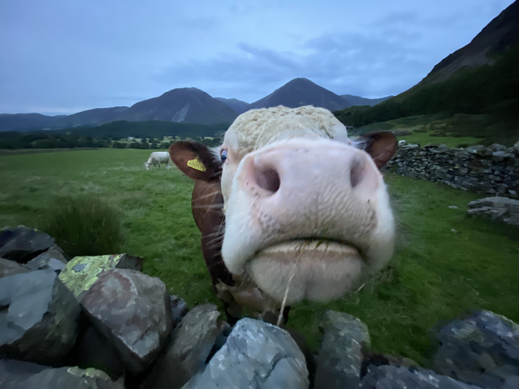 Close-up view of a cow's face, almost as if the cow is taking a selfie. The cow is predominantly white with brown patches, and it has a piece of grass in its mouth. In the background, there is a green pasture, a low stone wall, and a range of mountains under a twilight sky. Another cow is visible in the distance. The overall impression is one of a curious and friendly encounter in a peaceful, mountainous landscape.
