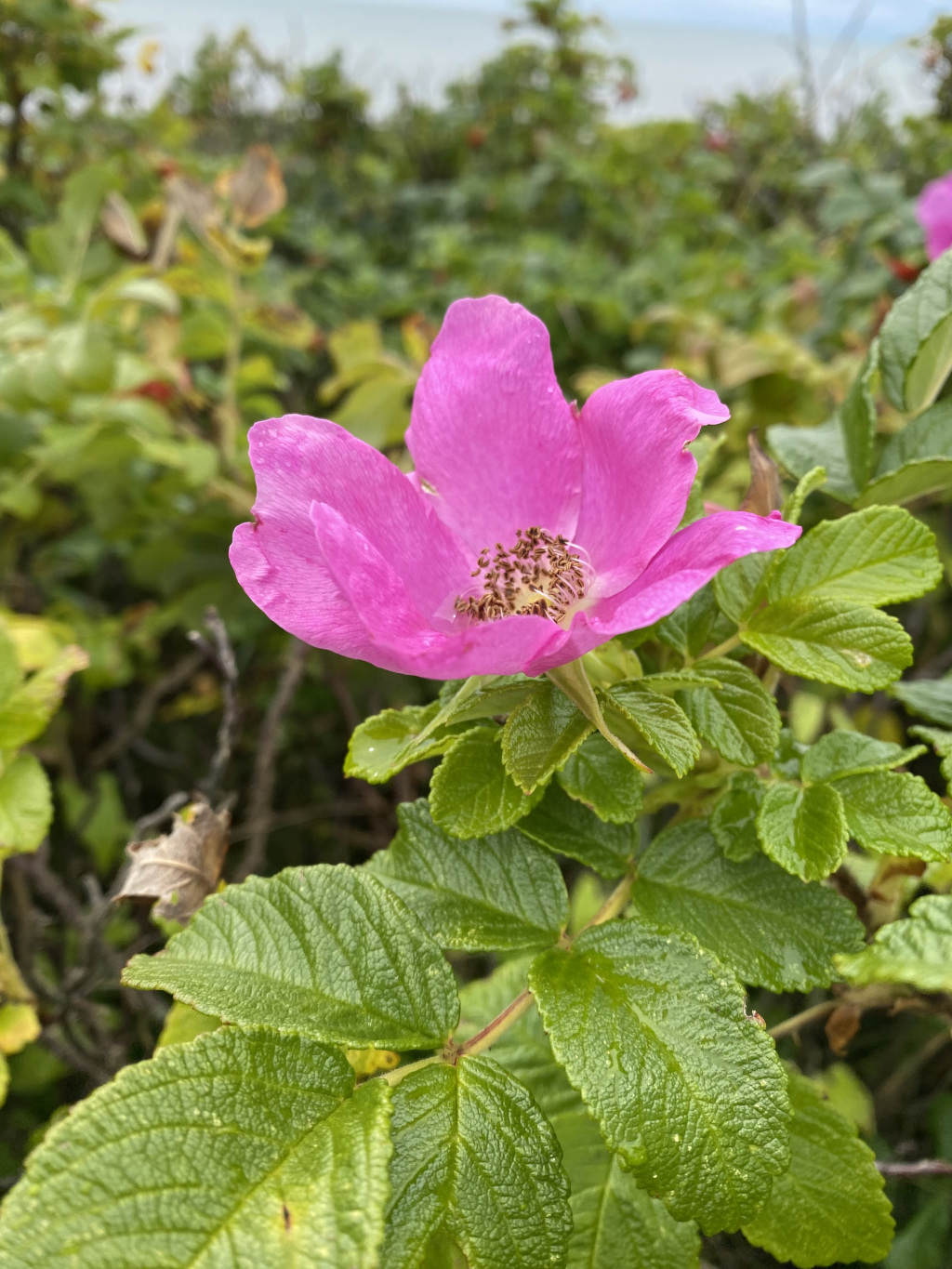 Close-up view of a single, vibrant pink rose blossom. The rose is in full bloom, with its petals slightly damp, suggesting recent rain or dew. It's situated on a bush with lush, green leaves, which appear slightly glossy. The background is blurred but shows more of the same type of vegetation, extending to a visible shoreline or body of water in the distance. The overall impression is one of natural beauty and serenity, with a focus on the delicate detail of the flower.