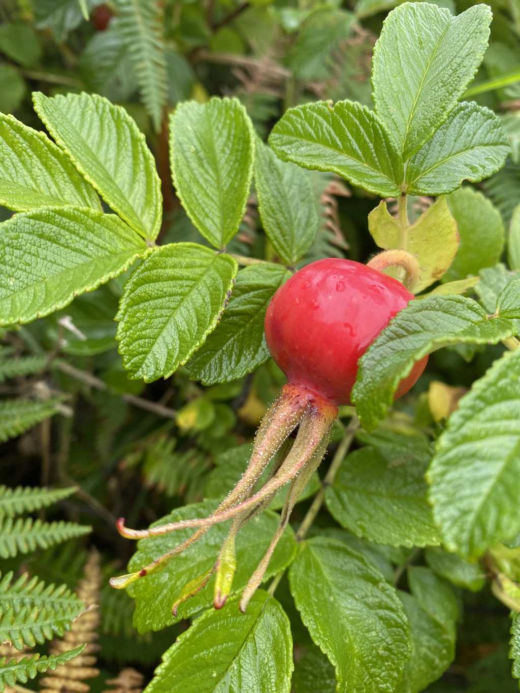 Single, ripe rose hip (the fruit of a rose plant) hanging from a branch. The rose hip is a vibrant red, appearing slightly wet or dewy. It's surrounded by lush, green foliage, with the leaves exhibiting a serrated edge. The background includes additional greenery, suggesting a natural, outdoor setting.