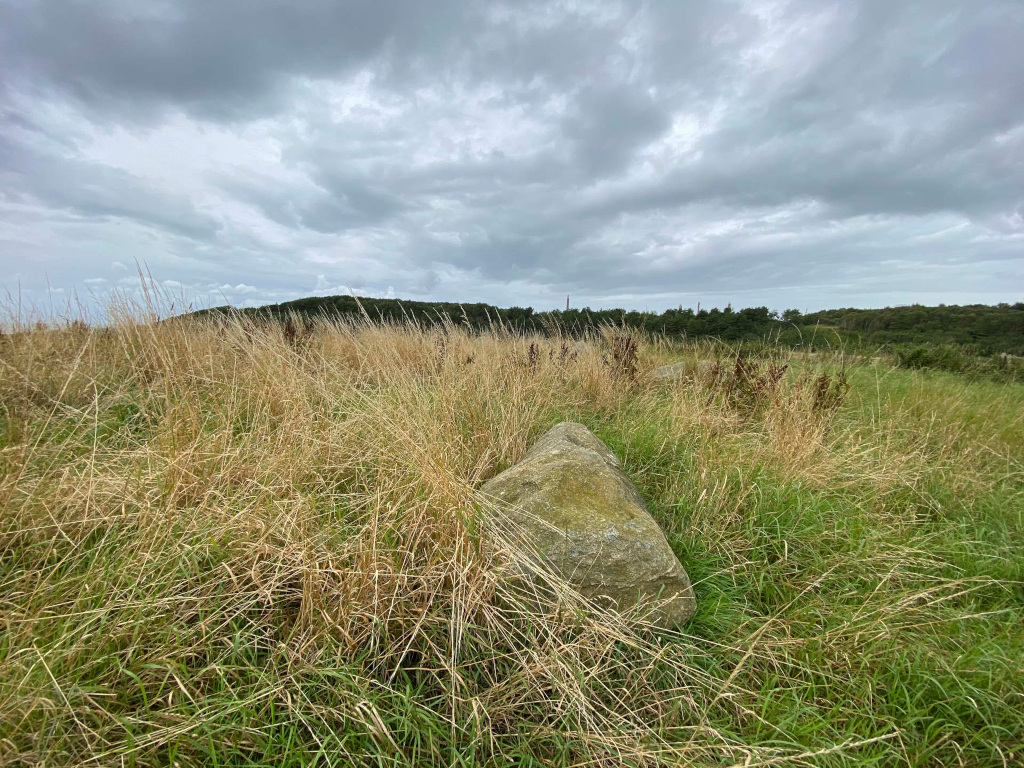 Field of tall grass, some of it dried and golden-brown, with a large grey-green boulder partially embedded within it. In the background, a line of trees is visible under a cloudy sky.