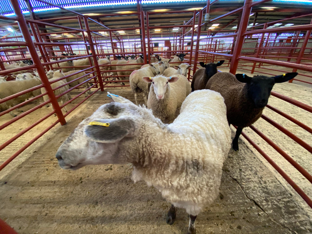 Collection of sheep in pens at what appears to be a livestock auction or market. The sheep are various colours, primarily white and black, and some have yellow ear tags. The focus is on a few sheep in the foreground, with others visible in the background within the confines of the red metal pens. The overall setting is a large, indoor barn-like structure.