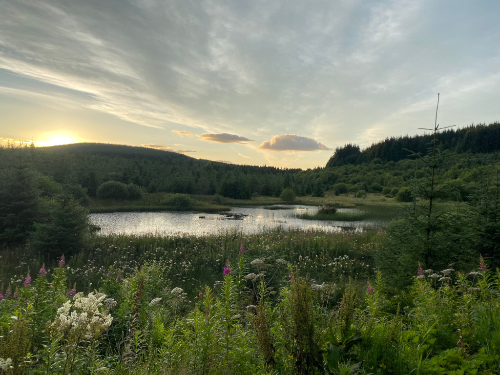 Tranquil scene of a small lake nestled within a lush, verdant forest. The setting sun casts a warm glow across the sky, creating a serene and peaceful atmosphere. Wildflowers in the foreground add a touch of vibrant colour to the landscape, enhancing its natural beauty. The overall mood is one of calm and quietude, evocative of the peace of nature.