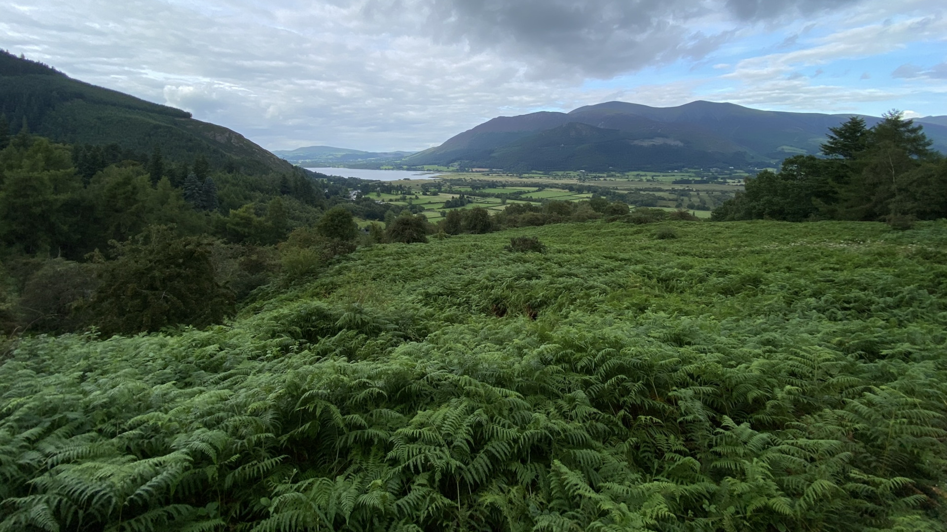 Panoramic view of a landscape dominated by a vast expanse of lush green ferns in the foreground. Beyond the ferns, the land gently slopes downward revealing a valley with a body of water (possibly a lake) and rolling hills interspersed with fields. In the background, imposing mountains rise under a partly cloudy sky. The overall impression is one of tranquil, natural beauty in a hilly, possibly mountainous, region.