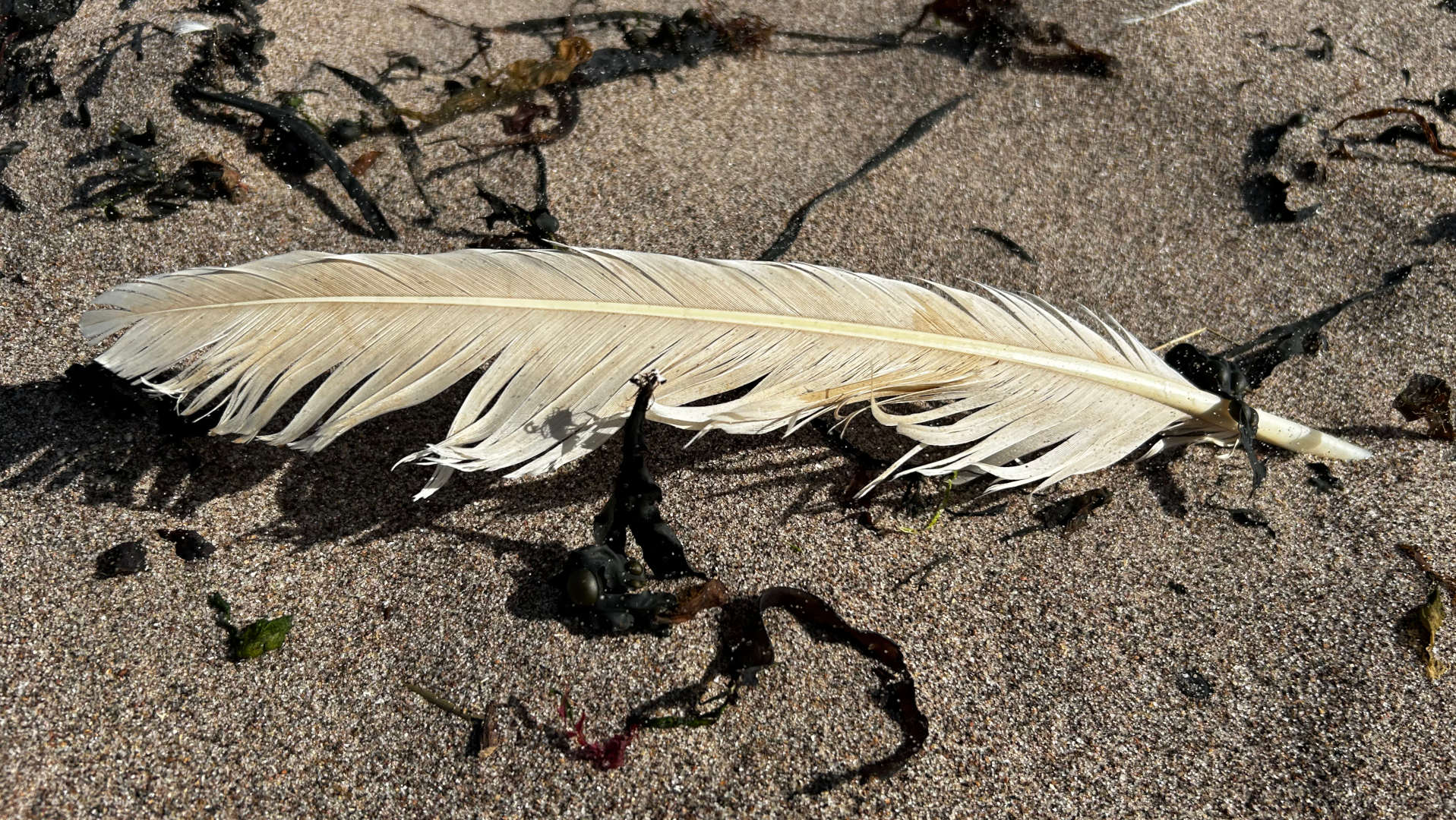 A single, almost pure white feather lying on a sandy beach. The feather is partially submerged in the sand, and there are pieces of seaweed scattered around it. The overall tone is serene and somewhat melancholic. The contrast between the light feather and the darker sand and seaweed creates a visually striking scene.