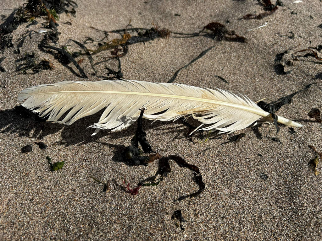 Single, almost pure white feather lying on a sandy beach. The feather is partially submerged in the sand, and there are pieces of seaweed scattered around it. The overall tone is serene and somewhat melancholic. The contrast between the light feather and the darker sand and seaweed creates a visually striking scene.