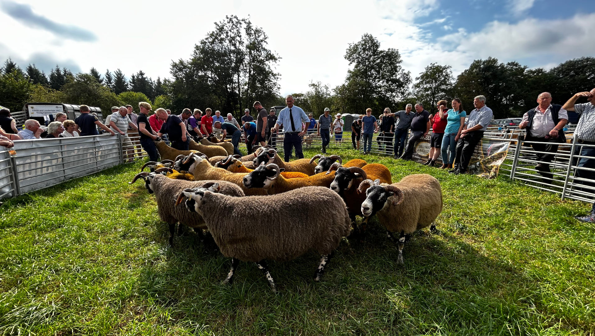 A sheep judging event at an agricultural show. A group of sheep, predominantly brown and white, are penned in a temporary enclosure. Surrounding the sheep are numerous people, some appearing to be judges or handlers, others spectators. The setting is outdoors in a grassy field. The overall atmosphere suggests a competitive agricultural event.