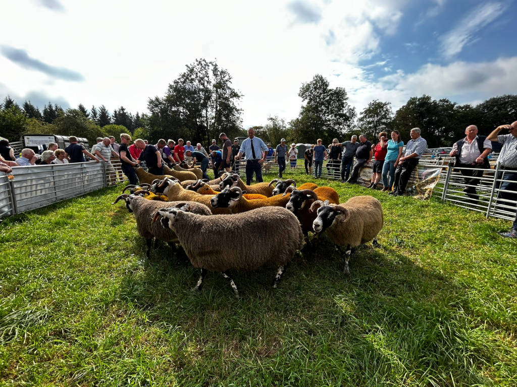 Sheep judging event at an agricultural show. A group of sheep, predominantly brown and white, are penned in a temporary enclosure. Surrounding the sheep are numerous people, some appearing to be judges or handlers, others spectators. The setting is outdoors in a grassy field. The overall atmosphere suggests a competitive agricultural event.