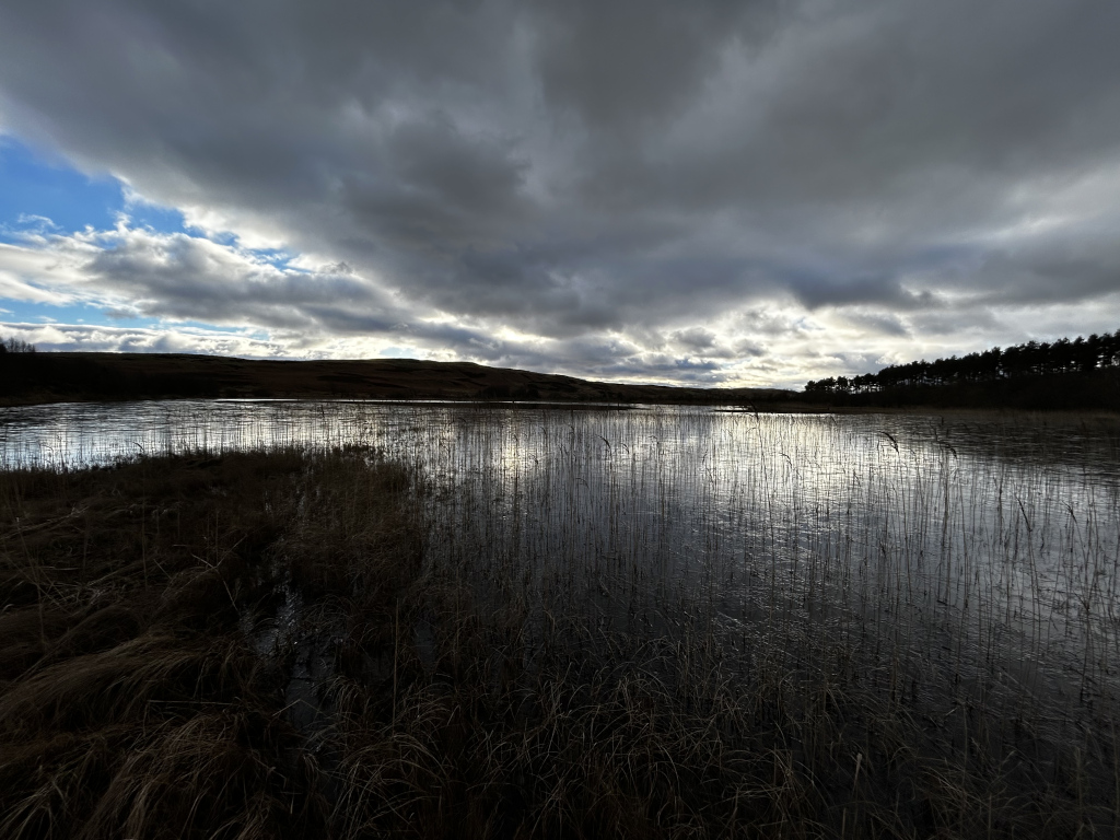 Still, dark body of water, likely a loch or small lake. Tall, slender reeds or grasses emerge from the water's edge, extending towards the viewer in a dense, almost wall-like formation that dominates the foreground. The reeds are predominantly dark brown and appear dry or dormant, their silhouettes sharply defined against the water's surface. The water itself is dark, reflecting the cloudy sky, with subtle ripples and glimmers of light breaking the surface. Beyond the water, a low-lying hillside rises, its muted browns and greens suggesting a sparsely vegetated landscape. A dark line of trees forms a horizontal band across the middle ground, marking the edge of the land against the water. No people or animals are visible.