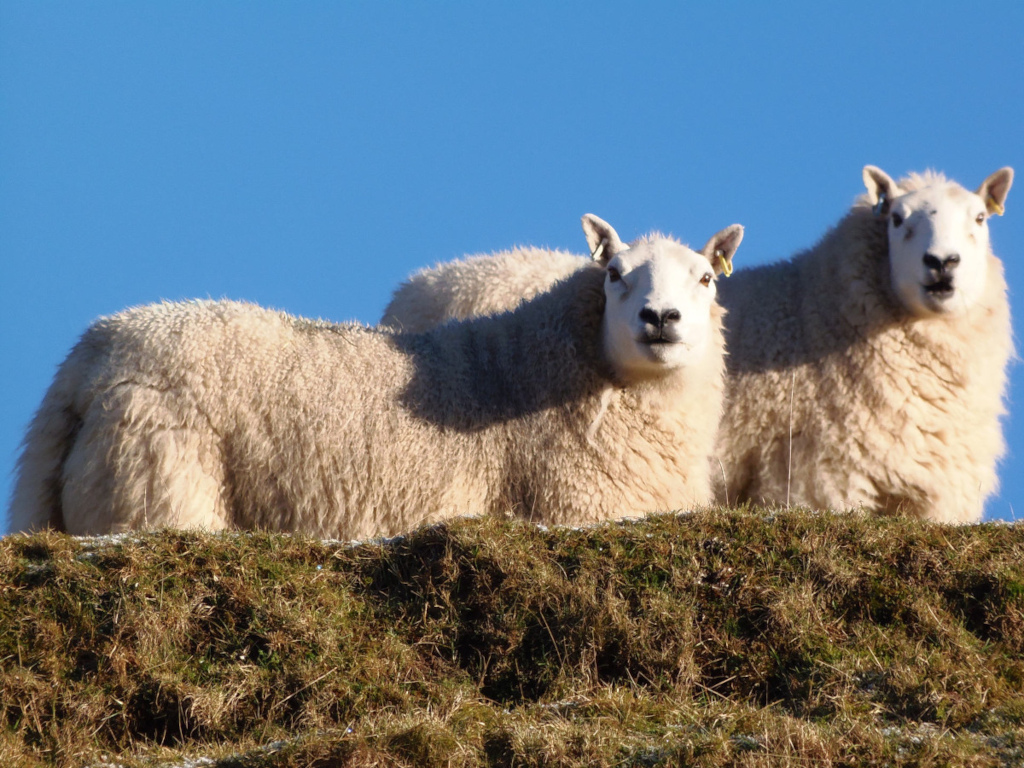 Two sheep, positioned side-by-side on a grassy knoll against a clear blue sky. The left sheep is predominantly in the foreground, occupying more of the lower half of the frame. It's a fluffy, off-white, almost cream-coloured sheep with a thick, dense fleece. Its expression is alert and calm, its gaze directed straight ahead at the viewer. The sheep is slightly angled to its right, creating a dynamic pose. The right sheep is positioned slightly behind and to the right of the left sheep. It’s also off-white, with a similarly dense fleece, but slightly less visible due to the positioning and the shading. Its posture is relaxed, almost leaning against the left sheep. Its gaze is similarly directed toward the viewer but perhaps slightly less focused. Both sheep are relatively still. Yellow ear tags are visible on both sheep.
