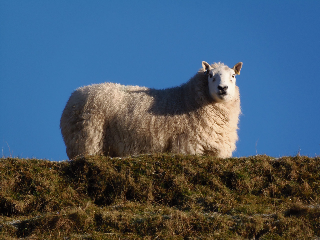Sheep is situated on a gently sloping hill covered with short, dry-looking grass of a muted brown and tan colour. Hints of green suggest some lingering life among the dead grasses. The background is an intensely clear, cloudless azure sky, a vibrant blue that provides a stark contrast to the sheep's pale fleece and the muted earth tones of the hill. The lighting suggests it's daytime, with bright, natural sunlight illuminating the sheep and casting a subtle shadow behind it on its own fleece. The light enhances the texture of the sheep's wool, making the individual strands appear almost luminous.