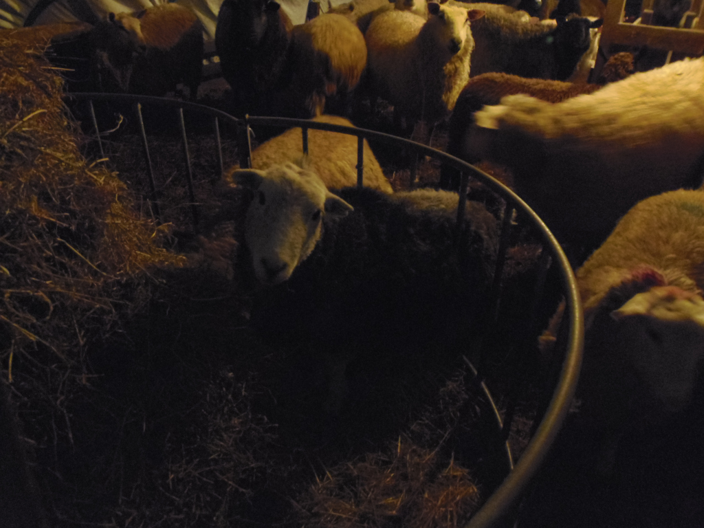 Small, light-coloured sheep with a black face, positioned slightly off-centre, looking directly at the viewer from within the feeder. Its fur appears soft and woolly. Surrounding it are numerous other sheep, mostly in shades of brown, tan, and off-white. Their wool is similarly thick and textured. Some sheep are positioned in the immediate vicinity of the feeder, appearing to eat, while others are loosely clustered in the background. Their poses are relaxed, suggesting a natural and undisturbed setting. The feeder is a dark, metallic, circular structure with vertical bars, partially obscuring some of the sheep.