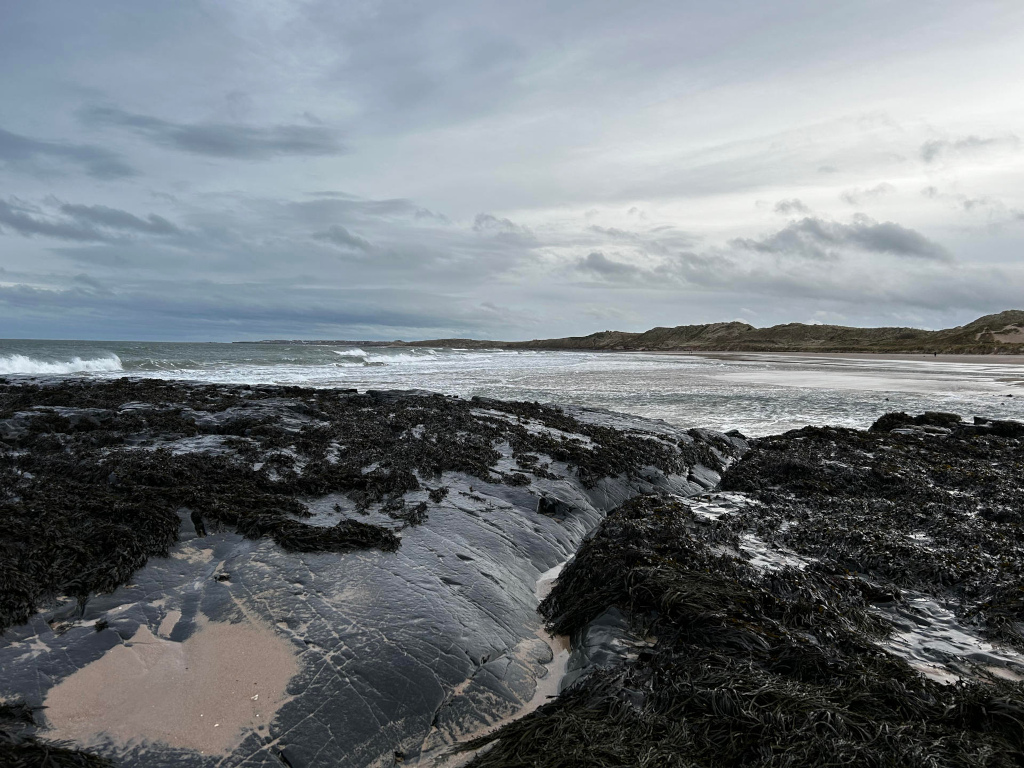 Dark, seaweed-covered rocky outcrop that extends from the lower foreground into the mid-ground. The rocks are a deep, almost black, gray, slick with moisture, and heavily textured with crevices and grooves. Patches of light beige sand are visible within these grooves. Dark brown to black seaweed clings densely to the rocks. The ocean, a grayish-blue and relatively calm but with small waves breaking gently along the shore, occupies the mid-ground and background. In the far background, a sandy beach stretches horizontally, backed by low, windswept dunes and a sliver of land under a pale, cloudy sky. The scene is a coastal landscape, likely on a somewhat overcast day. The lighting is diffuse and soft; there are no harsh shadows, indicative of an even light distribution from a mostly clouded sky. The color palette is muted and cool. The ocean is a subdued blue-gray, the sand a pale beige, the dunes a light brownish-tan, and the rocks and seaweed are various shades of dark gray, black, and brown.