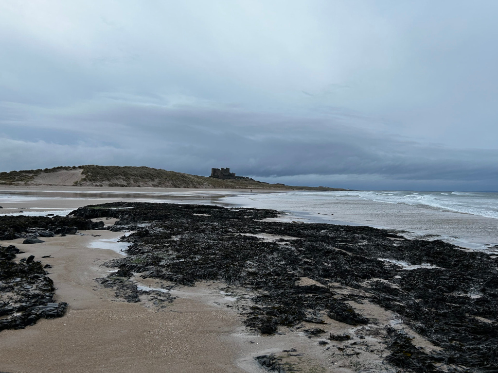 Broad expanse of sandy beach, textured with dark, seaweed-laden rocks stretching from the foreground almost to the mid ground. The seaweed is a deep, almost black-brown, appearing wet and glistening, with patches of sand visible between the clumps. The sand itself is a light beige, subtly textured with tiny pebbles and shell fragments. In the distance, a low, sandy dune line curves gently across the scene, topped with sparse, windswept vegetation in muted greens and browns. Atop the dune, a small, grey stone castle-like structure stands silhouetted against the cloudy sky. Tiny, almost imperceptible figures of people can be discerned as barely visible specks walking along the shoreline in the far distance.