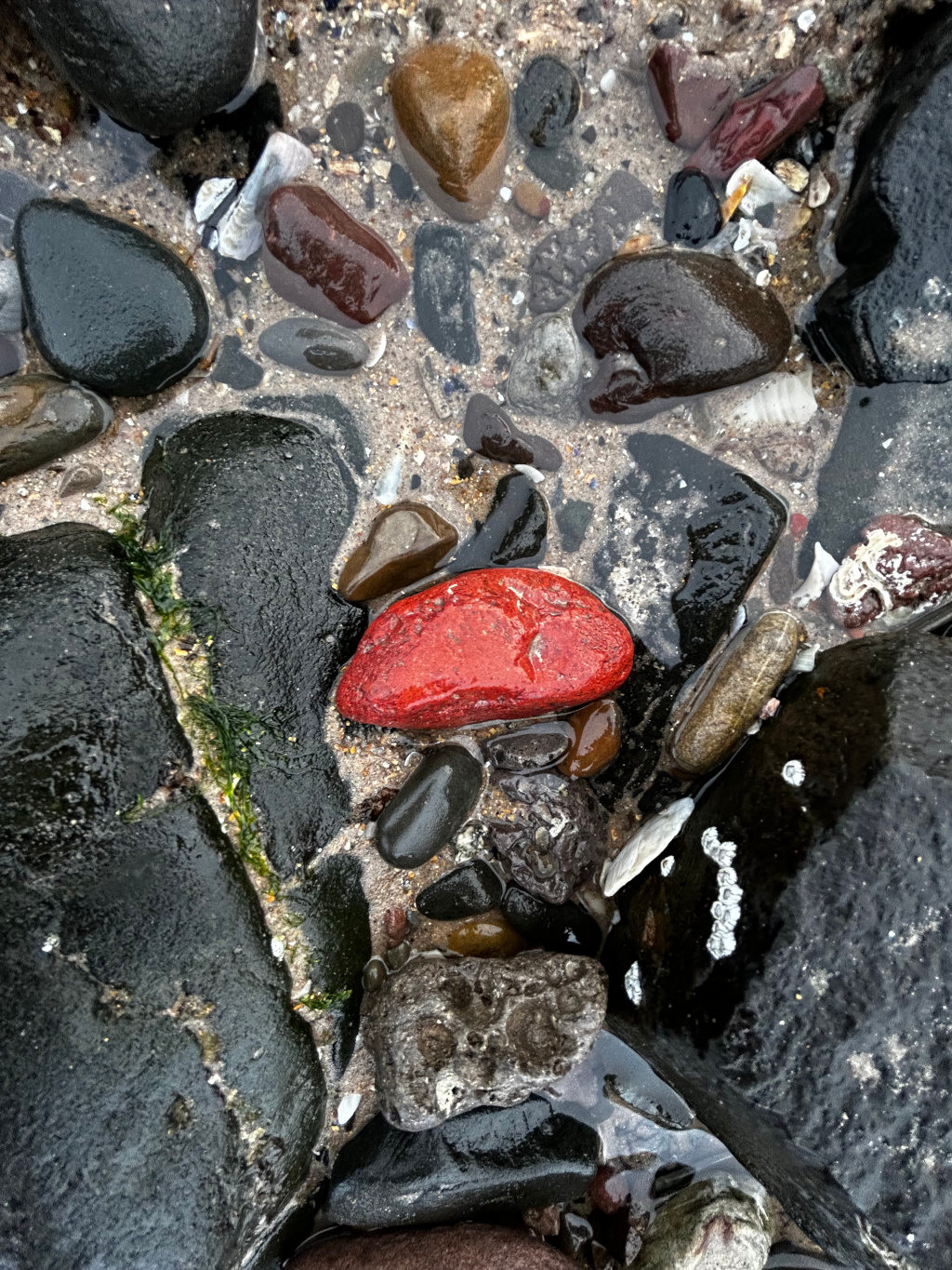 Collection of wet, smooth rocks nestled in a shallow pool of water. The rocks vary dramatically in size, shape, and colour. The most striking element is a vibrant, almost scarlet-red, kidney-shaped rock positioned slightly off-center. It's nestled amongst a variety of darker-toned stones, creating a bold contrast. The other rocks are predominantly dark gray, black, and various shades of brown, exhibiting a range of textures – some smooth and polished, others showing more rugged surfaces. A few lighter-colored, tan or beige stones are scattered throughout. There's a suggestion of fine sand and small shells mixed within the water and amongst the stones. A thin strand of dark green seaweed or algae is visible clinging to one of the larger, dark rocks.