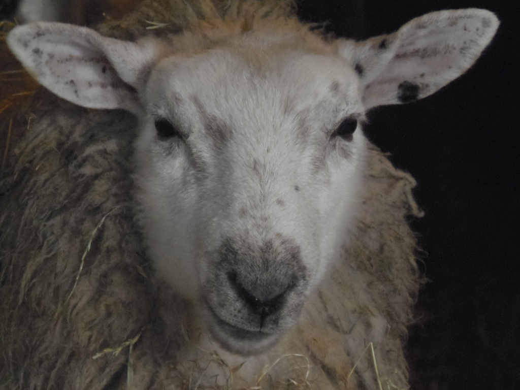 Close-up portrait of a sheep. The sheep is predominantly white with a light greyish hue across its face and a scattering of small, dark specks on its ears. Its wool is a mix of textures; the face and head area are relatively smooth and short, while the fleece around the neck and shoulders is considerably longer, thicker, and more matted, exhibiting a shaggy, almost unkempt appearance. Some strands of hay or straw are visibly embedded in the wool. The sheep's expression is serene and somewhat melancholic, its mouth slightly downturned in a gentle, almost wistful smile. Its ears are large and slightly floppy, angled outward. It appears to be standing still, possibly resting.