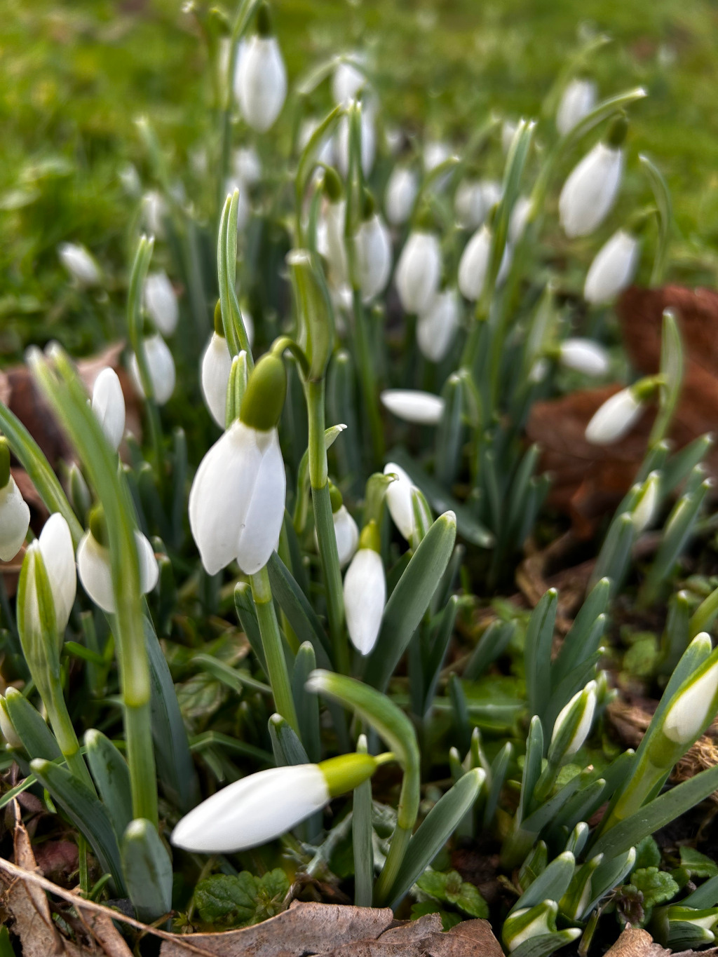 Dense cluster of snowdrops (Galanthus nivalis) in various stages of bloom. The main subject is a sharply focused snowdrop in the mid-ground, its three pure white petals delicately drooping, showcasing the subtle green markings at the base of the inner petals. Surrounding this central snowdrop are numerous others, some fully bloomed, others still in bud, their long, slender, lanceolate, deep green leaves creating a textured, vertical rhythm. The flowers are positioned at different heights, creating depth and a sense of natural, unplanned growth. There is a slight movement implied by some slightly blurred leaves and stems, suggesting a gentle breeze. The snowdrops are nestled in a bed of rich, dark brown earth strewn with decaying leaves and organic matter; the browns provide a grounding contrast to the vibrant green and white of the flowers. The background is softly blurred, showcasing an out-of-focus expanse of verdant grass, suggesting a natural, outdoor setting—perhaps a garden or woodland edge. The lighting is soft and diffused, likely indicating an overcast day or soft, indirect sunlight. The dominant colours are the crisp white of the snowdrop petals, the varying shades of deep green in the foliage, and the muted browns and greens of the ground cover.
