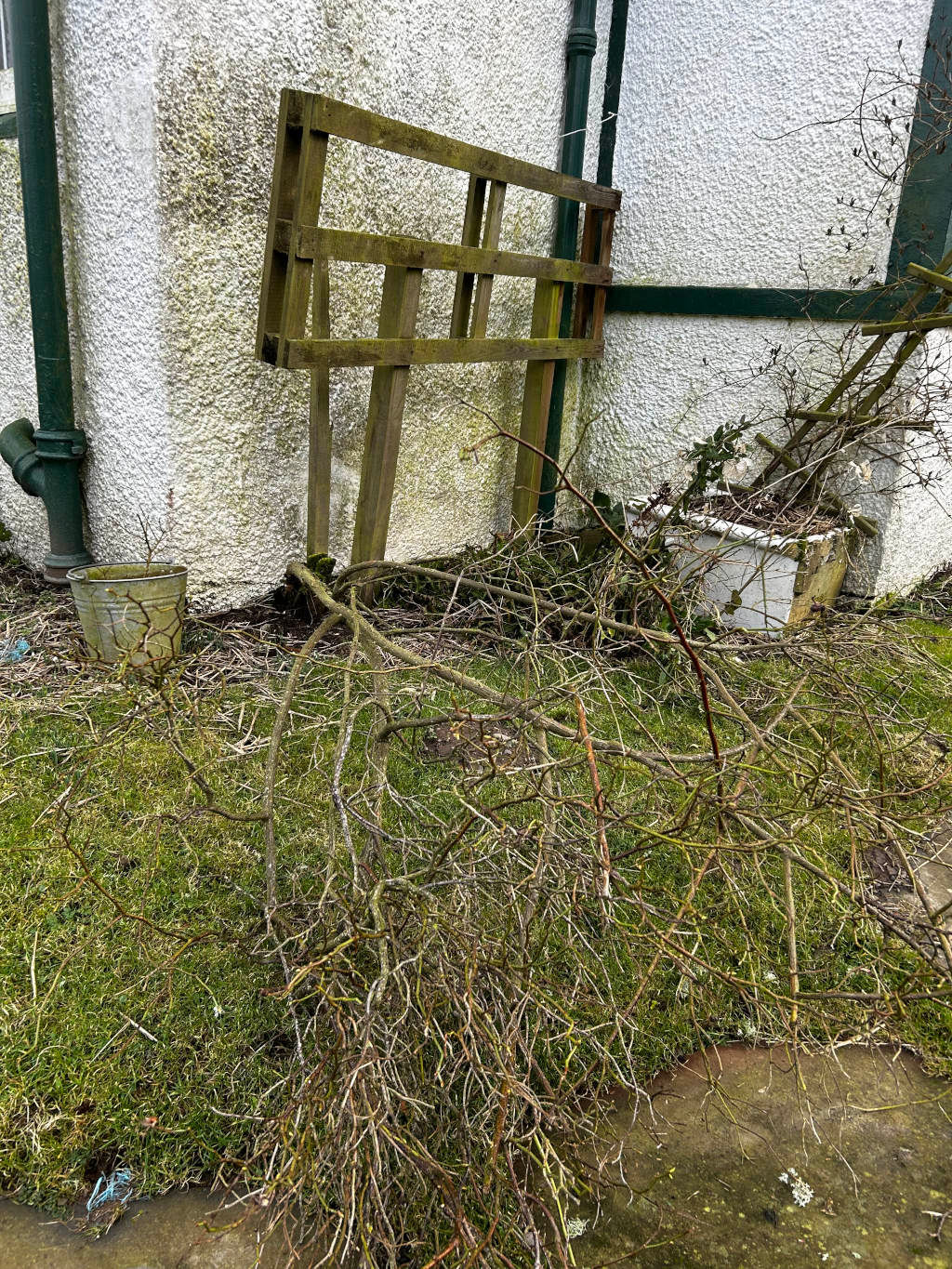 Large pile of pruned, bare, brown branches strewn across a patch of short, mossy green grass. The branches are haphazardly arranged, suggesting recent pruning or removal. Leaning against a whitewashed building is a weathered, wooden pallet, seemingly repurposed as a leaning support or makeshift structure. A small, light-grey metal bucket sits partially hidden amongst the greenery near the base of the wall. A slightly larger, light-coloured planter, possibly ceramic, holds a small, sparsely leafy shrub at the base of the wall, nestled amidst more pruned branches. A dark green down spout is visible on the house's exterior, and a dark green trim separates the whitewashed wall's two sections. The scene is set outdoors, at the base of a whitewashed building's corner. The wall shows signs of age, with patches of discolouration and some texture variation. The overall lighting suggests an overcast day, with soft, diffused light.