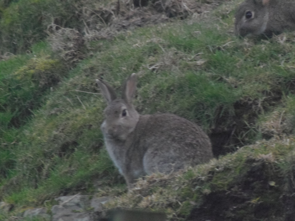 European rabbit (Oryctolagus cuniculus), positioned slightly off-centre, facing forward. Its fur is a mottled grey-brown, exhibiting a subtle variation in shade. Its ears are long and erect, its eyes dark and alert. The rabbit appears calm but watchful, seemingly perched on a slight incline of earth. Partially visible in the upper right corner is the rear and side of a second rabbit, also grey-brown in colour, partially obscured by vegetation. Both rabbits are exhibiting stillness, suggesting a moment of observation rather than active movement. The scene is set in a natural, wild environment. The rabbits are nestled within dense, slightly overgrown vegetation. The ground is a mixture of dark, damp soil and patches of vibrant green grass.  The overall texture of the background is rough, with clumps of moss, tufts of grass, and uneven ground forming a subtly patterned backdrop. A hint of rocks is visible in the lower-left corner, hinting at a stony or rocky terrain.