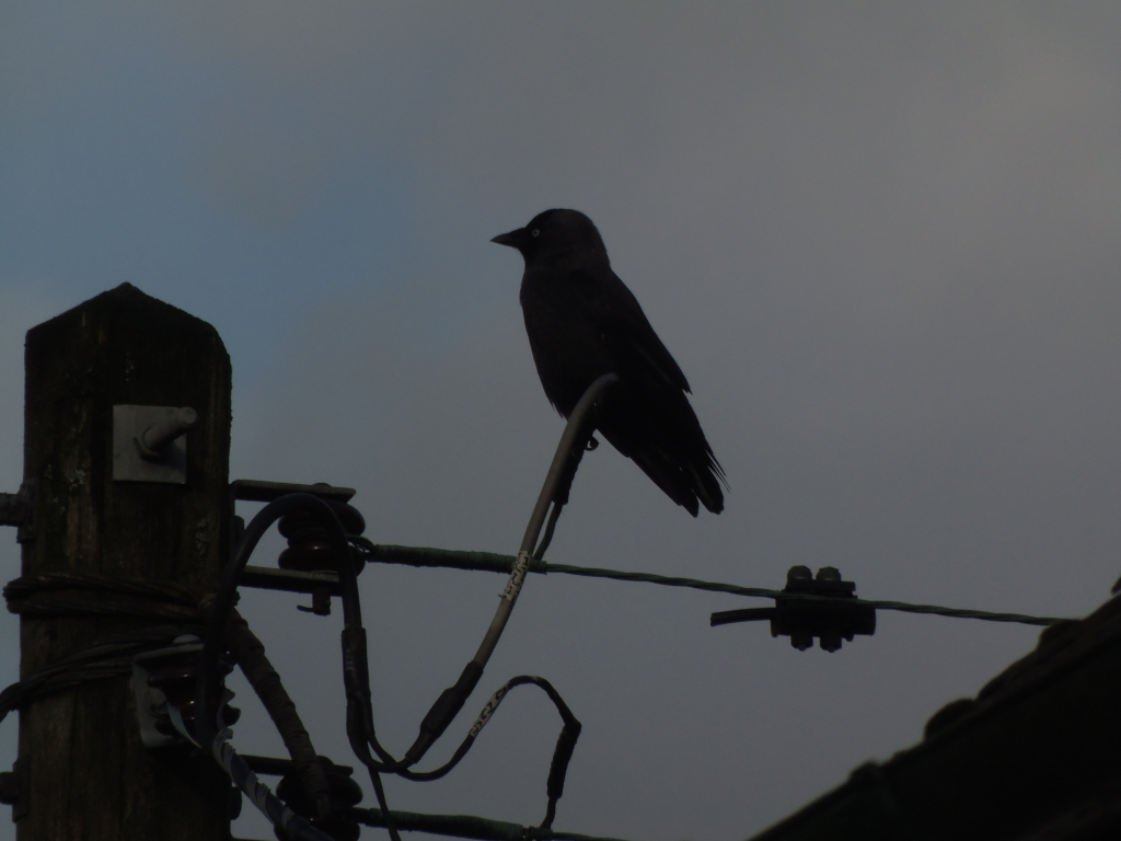 Solitary jackdaw, rendered almost entirely in silhouette against a pale, overcast sky.  The bird is perched on a thin, metallic cable that stretches diagonally across the frame, its body oriented slightly to the left. It appears still and observant, its form sharply defined against the lighter background. The background is a muted, almost monochrome sky, grading from a slightly lighter tone at the top to a darker grey-blue towards the horizon. The lighting is soft and diffused, characteristic of an overcast day. The overall colour palette is limited to varying shades of grey and black, with the wooden utility pole and the bird standing out as the darkest elements. The lack of strong shadows emphasises the flat, calm lighting conditions. A portion of a dark rooftop is visible in the lower right corner, adding a touch of texture and depth to the otherwise minimalist scene.