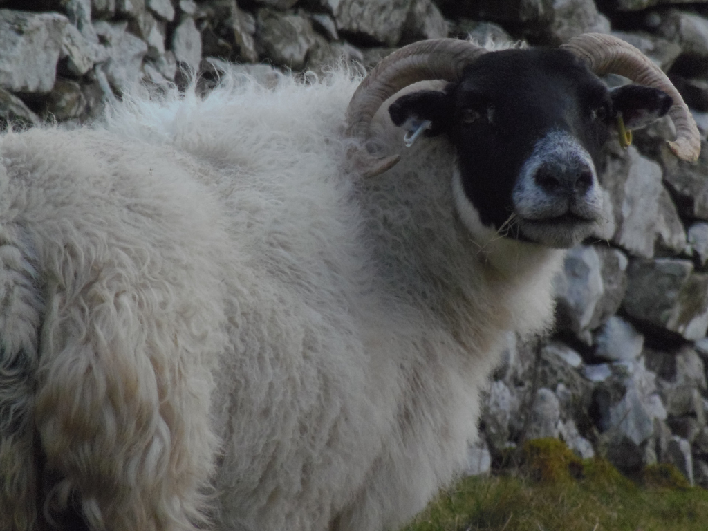 Single sheep, positioned slightly off-centre, angled towards the viewer's right. Its body occupies most of the frame. The sheep boasts a thick, dense coat of predominantly off-white, light beige wool, with a texture that appears soft yet slightly unruly, almost cloud-like in its fluffiness. Its head is a striking contrast – a deep black cap extending down to encompass its face, broken only by a splash of greyish-white on the muzzle and lower cheeks. This black fades smoothly into the white of its body, with no distinct line of demarcation. Large, curving horns, a pale, almost ivory colour, sweep gracefully outward from the head, adding a majestic air. The sheep's expression is calm and almost pensive, with its dark eyes slightly downcast. A small, yellow ear tag is subtly visible in the right ear. The sheep is standing still, appearing relaxed and unconcerned. The background is a rustic dry stone wall, composed of irregularly shaped, grey and light beige stones.  The wall extends across the entire background, creating a stark contrast to the sheep's soft fleece. Patches of moss, a dark green-brown, are visible at the base of the wall. The foreground is slightly out of focus, suggesting a short grassy area with similar muted greens and browns. The lighting is soft and diffused, likely natural daylight, lacking harsh shadows, suggesting an overcast day or soft, indirect sunlight.