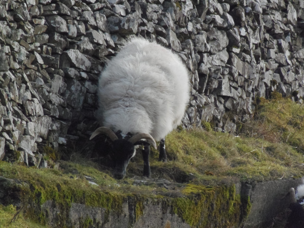 Single sheep, predominantly white with a thick, fluffy coat. Its fleece is almost cloud-like in its texture.  The sheep's head and lower legs are black or very dark brown. It has short, curved horns that are dark in color. The sheep is positioned slightly angled, its body facing away from the viewer, but its head is turned slightly toward the viewer. It appears to be grazing on moss-covered vegetation at the base of a stone wall. A small portion of another sheep, only its head and neck, is visible in the bottom right corner, suggesting the possibility of a flock. The background is a rugged dry-stone wall, constructed from irregularly shaped grey and light-grey stones. The stones are tightly packed, creating a textured surface with various shades of grey dominating. The sheep is positioned on a bank of short, slightly unkempt grass and a rich carpet of green moss, clinging to the base of the stone wall.