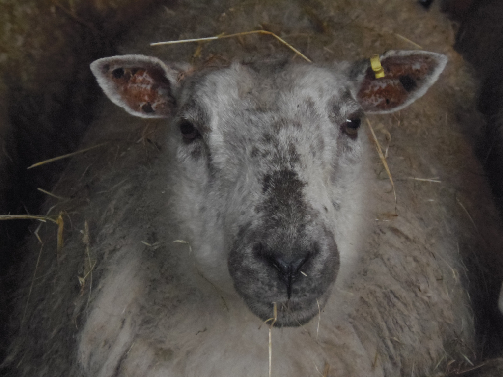 Sheep, occupying most of the frame. Its fleece is a predominantly light grey, speckled with darker grey patches, giving it a mottled appearance. The fleece appears thick and somewhat unkempt, with strands of straw visibly embedded within it. The sheep's face is the most prominent feature, exhibiting a gentle, almost melancholic expression. Its nose is a dark grey, almost black, and its eyes are a dark brown, showing a hint of inquisitiveness. Its ears are a brownish-orange, slightly darker on the inside, and one ear displays a small, rectangular yellow tag. The sheep is positioned almost directly facing the viewer, its head slightly tilted forward. It seems calm and at rest. The setting is a dimly lit barn or stable. The background is primarily composed of muted browns and greys from the straw bedding surrounding the sheep. The straw is visible as long, thin stalks scattered throughout the sheep's fleece and around its body. The lighting is subdued and natural, with no harsh shadows, suggesting indirect light or twilight conditions.