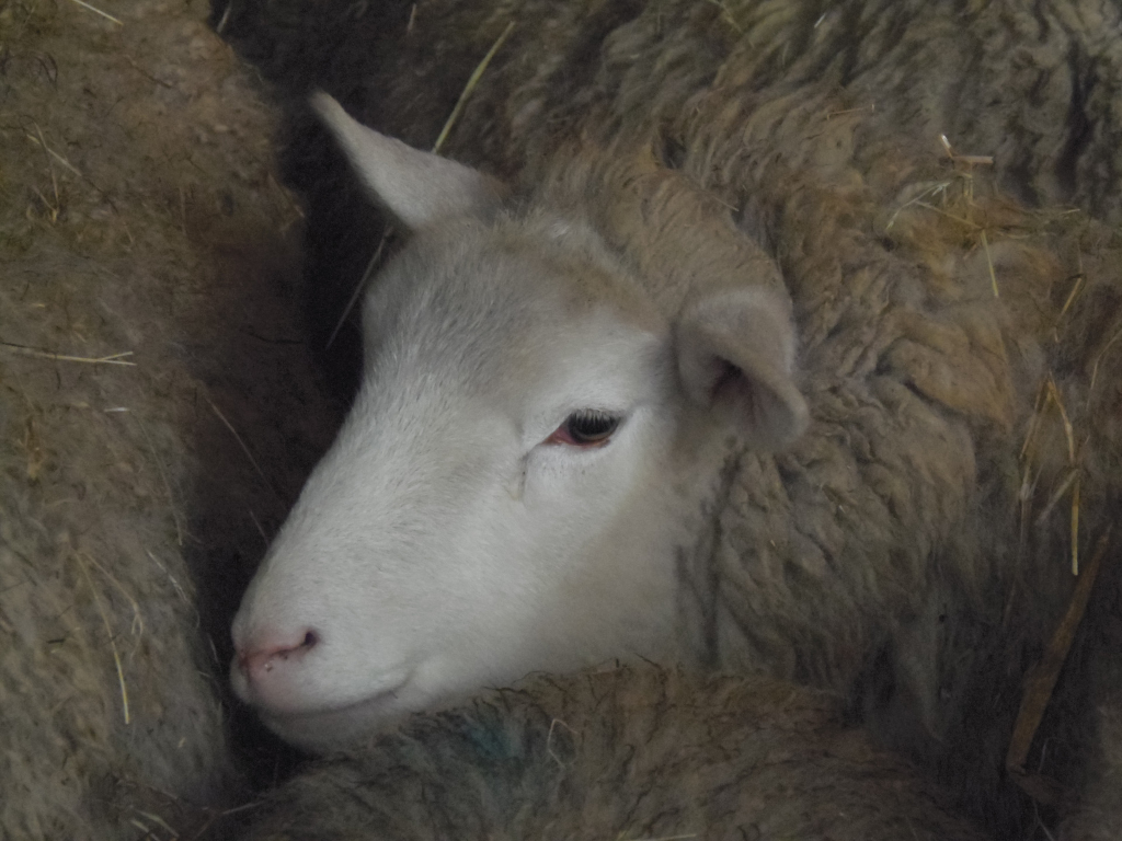 Young, light-cream coloured lamb, partially nestled amongst several other sheep. Its head and upper neck are prominently displayed, while its body is mostly obscured by the surrounding wool. The lamb's face is soft and rounded, with a delicate, slightly upturned nose. Its eye, visible in the image, is a warm, light brown. The lamb's ears are small and neatly folded. The fur on the lamb's face is short and smooth, contrasting with the longer, coarser, and gray-brown wool of the sheep surrounding it. These sheep have dense, tightly curled fleeces, which appear almost as a textured, dark brown blanket. The sheep are seemingly resting or sleeping together, huddled closely, implying warmth and security.The setting appears to be a dark barn or stable. Hay or straw is visible throughout the background, interspersed amongst the sheep's wool. The background is dimly lit, casting shadows and creating a sense of depth. The overall palette is muted and earthy, dominated by browns, grays, and creams. The cream of the lamb’s face contrasts strikingly with the darker tones around it. The light is soft and diffused, suggesting indirect natural light or soft artificial lighting, avoiding harsh shadows on the lamb's face. 