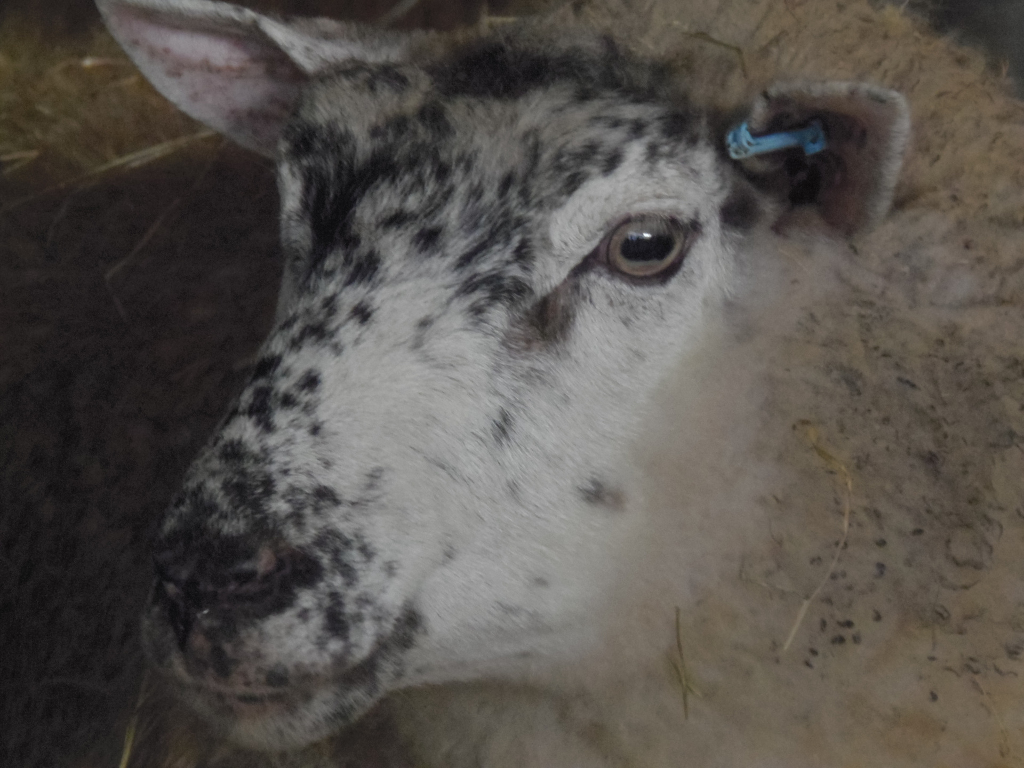Close-up portrait of a sheep's head and shoulders. The sheep is predominantly white, but its face and neck are heavily mottled with dark grey and black patches, creating a striking, almost dappled effect. These markings are irregular and organic in shape, not uniform. The fleece is thick and appears soft, slightly rumpled. Its ears are upright, one with a small, light blue plastic ear tag. The sheep's eye is visible, large and dark brown, reflecting a hint of light. The sheep's expression is calm and somewhat neutral, neither particularly fearful nor friendly. It appears to be resting or standing still. The sheep is positioned in a dimly lit barn or stable. The background is blurred but shows a muted brownish-beige color, suggestive of hay or straw. The lighting is soft and diffused, likely natural light filtered through the barn's structure, avoiding harsh shadows and creating a gentle, almost melancholic mood.