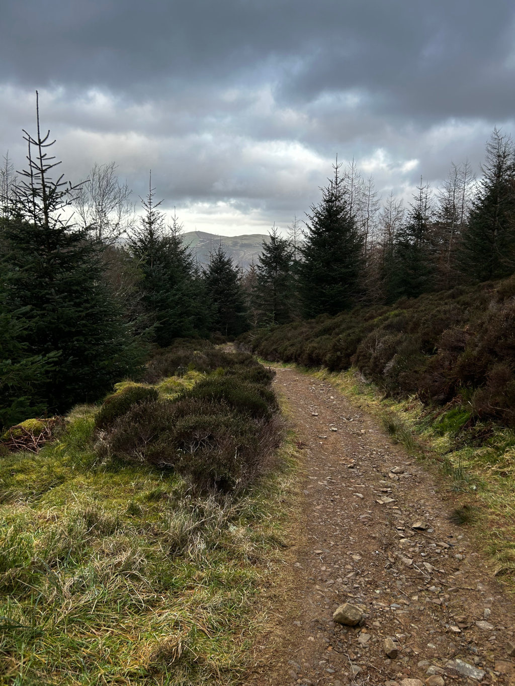 Gently curving, well-worn dirt path that winds through a landscape. The path is composed of packed earth and small, irregularly shaped stones, ranging in colour from light brown to dark reddish-brown.  No people or animals are present. The path is nestled within a landscape of low-lying, scrubby heather bushes, predominantly shades of muted grey-green and brownish-purple, suggesting late autumn or early winter. Taller, dark green evergreen trees—likely spruce or fir—form a dense backdrop, creating a natural frame on either side of the path, which leads towards a distant, faintly visible mountain range under a heavily clouded sky. The clouds are a dominant feature, a thick blanket of grey and white with subtle variations in tone, suggesting a somewhat overcast but not intensely dark day.