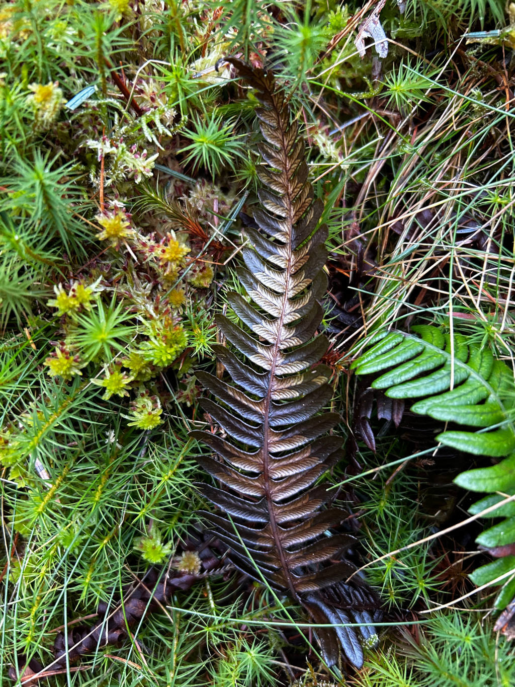 Single, dried fern frond. Its colour is a deep, rich brownish-black, with subtle gradations of lighter brown along the veins, suggesting a sheen or iridescence. The frond is positioned slightly diagonally, its base towards the upper left and its tip pointing towards the lower right. It appears to lay naturally amidst the surrounding vegetation, not artificially placed. The fern frond rests on a dense bed of various small plants and mosses. These include spiky, bright green moss-like plants, softer, clumped moss in shades of yellowish-green and reddish-brown, and delicate, fern-like greenery in varying shades of green. A few brownish-red, decaying plant fragments are scattered throughout. The background and foreground are uniformly filled with this diverse low-lying vegetation, creating a textured, almost carpet-like effect. The overall color palette is cool and muted, primarily shades of green, brown, and a touch of reddish-brown in the moss. The lighting appears soft and diffused, natural light, without harsh shadows, suggesting an overcast day or dappled shade.