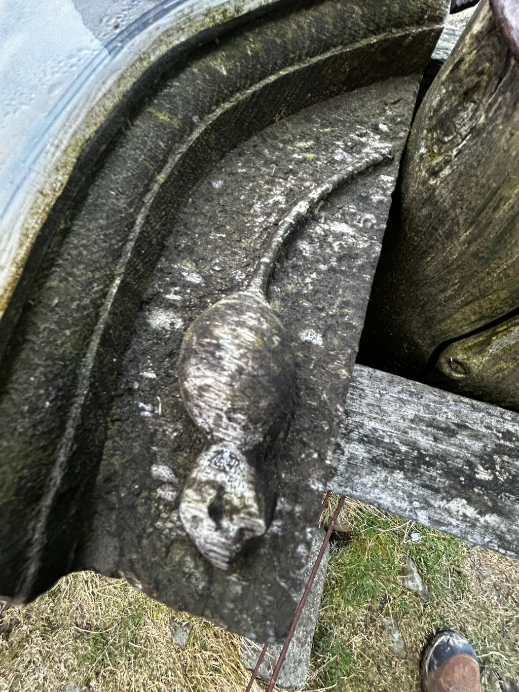 weathered, dark grey stone carving depicting a stylised mouse or rodent. The carving is deeply embedded within a curved, aged stone structure, which appears to be part of a larger architectural element, possibly a building's cornice or a decorative feature of a fountain or trough. The stone is heavily textured, exhibiting signs of significant age and exposure to the elements—lichen, moss, and general surface erosion are prominent. The rodent's body is elongated, its tail curving gracefully upwards, and its features are somewhat indistinct due to the wear of time, though a head and body are clearly defined. A section of aged, grey-brown wooden beam or post intersects with the stone element, suggesting a structural joint or supporting element. The wood shows deep weathering, cracking, and discoloration, consistent with prolonged outdoor exposure. In the bottom right corner, the top of a person's brown leather boot is visible, providing a sense of scale and hinting at the location's accessibility. A rusty metal wire or fencing element is also visible in the bottom of the frame.