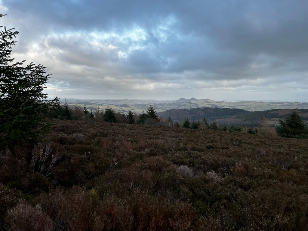 Landscape view dominated by a vast expanse of low-lying, heather-covered moorland. The heather is a muted, dark brownish-purple, appearing dry or dormant, with subtle variations in tone and texture suggesting uneven growth. A line of coniferous trees, primarily dark green with hints of brown, forms a relatively straight, low horizon line across the middle ground, separating the heather moor from the distant hills.  In the immediate foreground, a dark green evergreen tree partially obscures the left side of the frame. No people or animals are visible. The scene is a wide, open moorland landscape under a brooding sky. The background displays rolling hills, rendered in various shades of muted greens and browns, under a sky filled with heavy, grey clouds. A faint bluish-white light breaks through the cloud cover, casting a subtle diffused light across the scene. The overall colour palette is subdued and somewhat melancholic, composed primarily of various shades of grey, brown, and dark green. The heather's colour is a key element, forming a richly textured carpet across the middle and foreground. The distant hills are subtly lighter, suggesting atmospheric perspective.