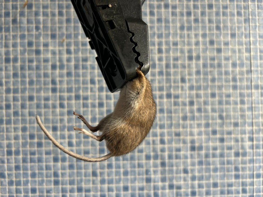 Dead mouse caught in a black mousetrap. The mouse is hanging upside down, its tail extending downward. The background is a tiled wall with blue and white squares.