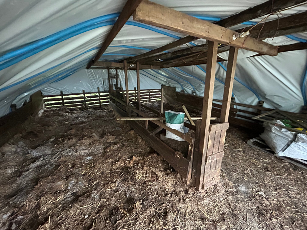Interior of a simple, rustic animal shelter, possibly a lambing shed or temporary enclosure for livestock. The structure is made of wood, with a temporary tarp roof. The floor is covered in straw and manure, indicating recent use. There are wooden dividers creating small pens for animals, and a bag of feed is visible. The overall impression is one of a functional, if somewhat makeshift, space for farm animals.